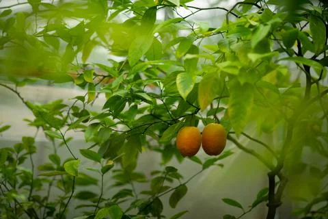 Green lemon tree Foto stock
