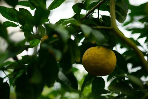 Green lemon tree Stock Photos