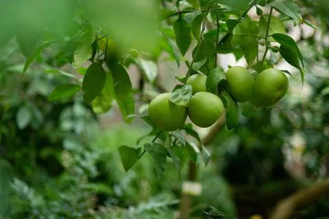 Green lemon tree Stock Photos