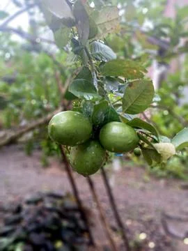 Green lemon on the tree Foto stock