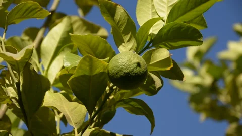 Green lemon on the tree in sunset sun rays 스톡 동영상 161157860