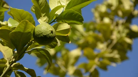 Green lemon on the tree in sunset sun rays Vidéo 161157868