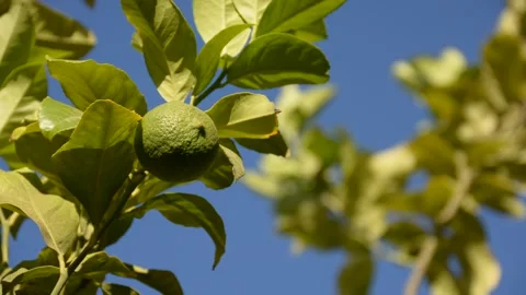 Green lemon on the tree in sunset sun rays Vidéo 161157877