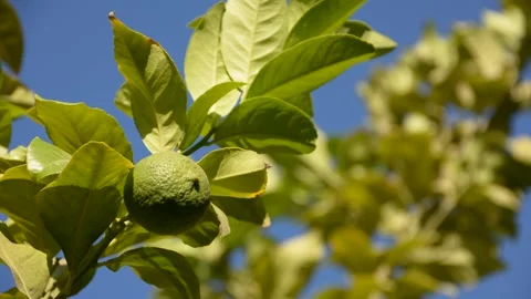 Green lemon on the tree in sunset sun rays Vidéo 161157891