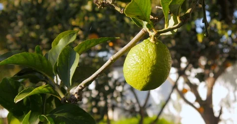 Green lemon trees garden Stock Footage 100490846