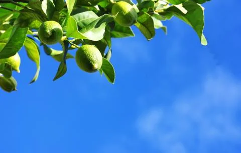 Green lemons on branch Stock Photos