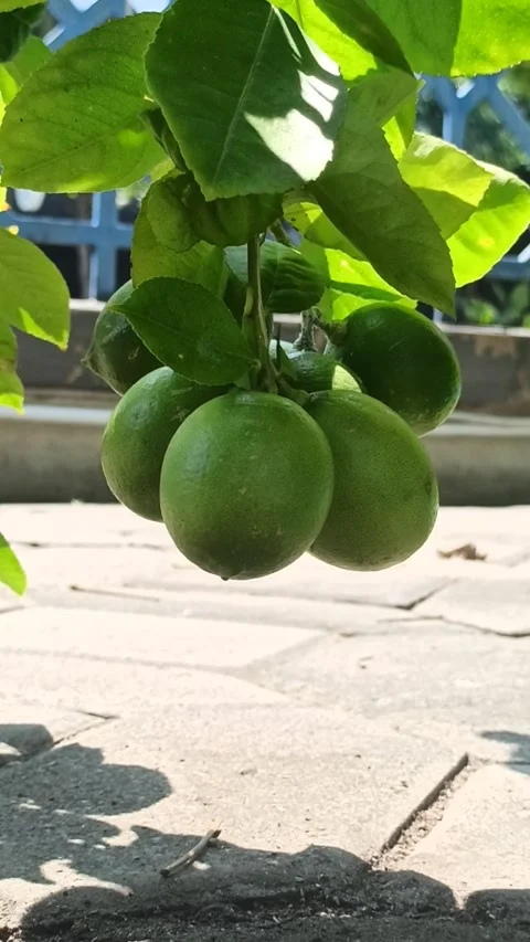 Green lemons Stock Footage 244110882