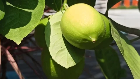 The green lemons Video stock 244110884