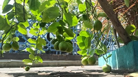 Green lemons in the garden Stock Footage 244110952