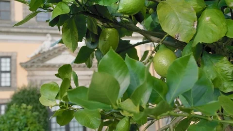 Green lemons grow on a tree. shifting the focus from citrus to the palace. Slow Video stock 108920960