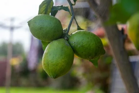 Green lemons hanging on tree Stock Photos
