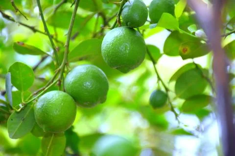 Green lemons on a lemon tree during the sunny day at the organic farm Stock Photos