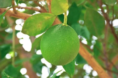 Green lemons on a lemon tree during the sunny day at the organic farm Stock Photos