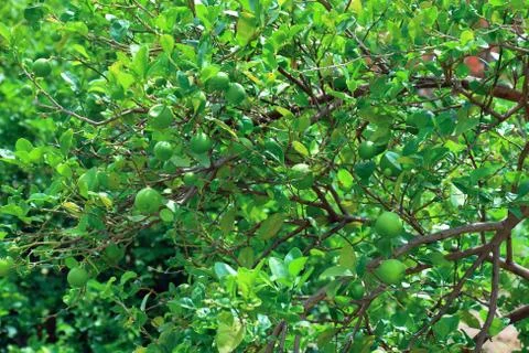 Green lemons on a lemon tree during the sunny day at the organic farm Stock Photos