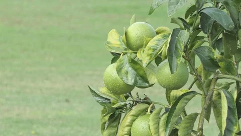 Green lemons in the park Stock Footage 119813052