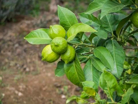 Green lemons Stock Photos