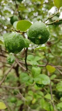 Green lemons 스톡 사진