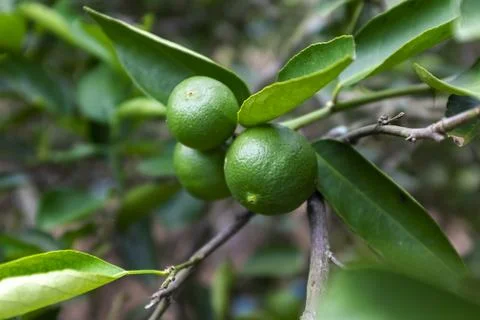 Green lemons Stock Photos