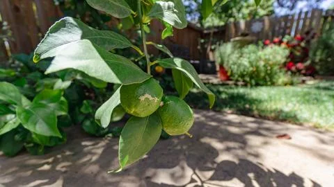 Green lemons sagging on a branch of a tree Stock Photos