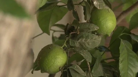 Green Lemons On Tree Branch Stock Footage 125385632