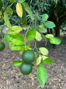 Green lemons on a tree branch Stock Photos