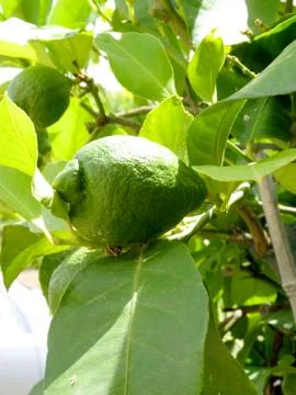 Green lemons on tree branches Stock Photos