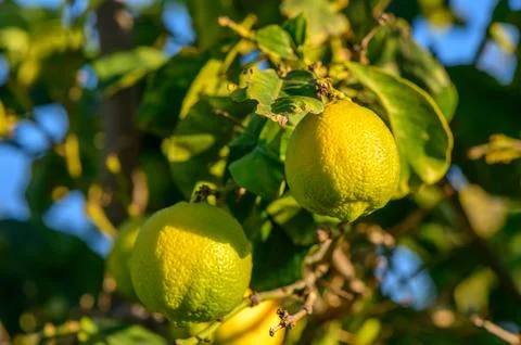 Green lemons on tree branches in winter 4 Stock Photos