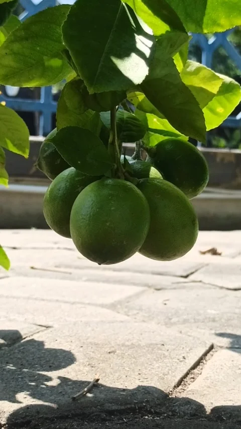 Green lemons on the tree Video stock 244110883