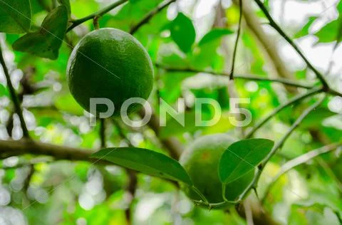 Green lemons on tree in garden Stock Photos
