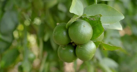 Green lemons on the tree. green lime against the background of green leave. Stock Footage 273172586
