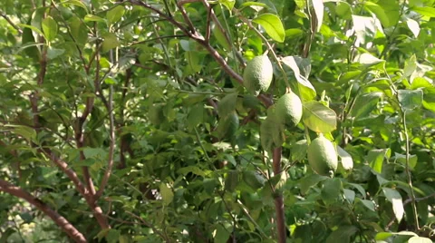 Green Lemons on Tree Hd Video Видео 68103881