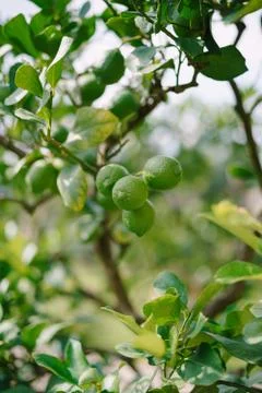 Green lemons on a tree, lemon trees in pots, close-up. Stock Photos