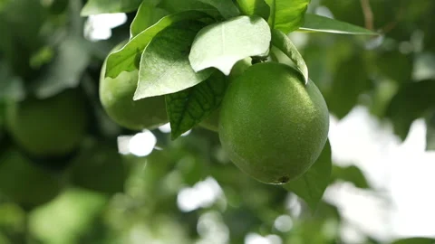 Green lemons on the tree. Lemons against the background of green leave Stock Footage 122910509