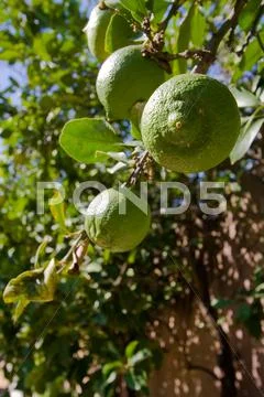 Green lemons on the tree Stock Photos