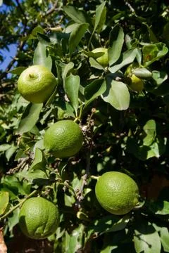 Green lemons on the tree Stock Photos