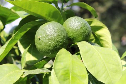 Green lemons on tree Stock Photos