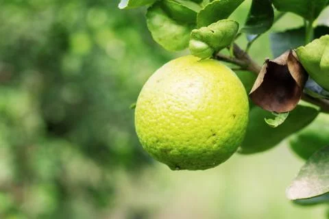 Green lemons on tree. Stock Photos