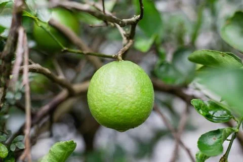 Green lemons on tree. Stock Photos