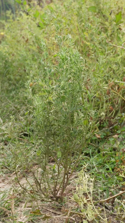 Green lentil plant Vidéo 333912367
