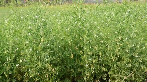 Green Lentil Plants Growing Video stock 332583822