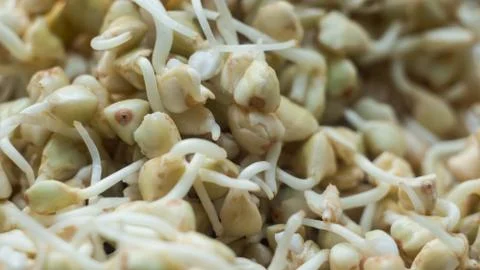Green lentil sprouts macro 写真素材