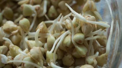 Green lentil sprouts macro 写真素材