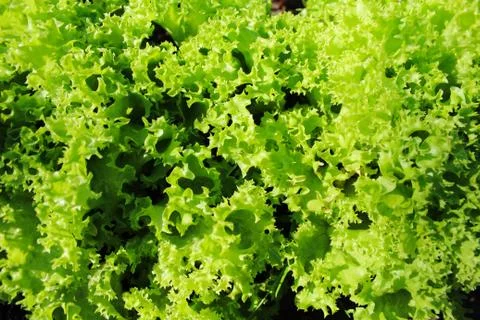 Green lettuce as the background image Stock Photos