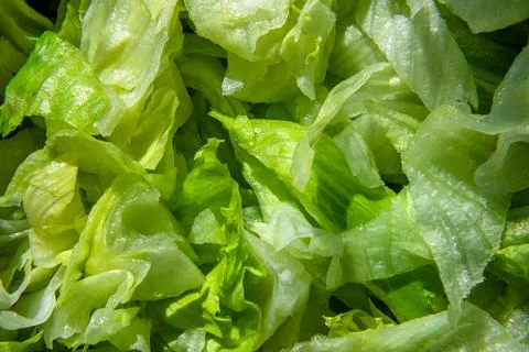 Green lettuce background Stock Photos
