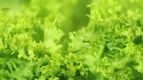 Green lettuce closeup Stock Footage 8992179