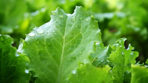 Green lettuce Stock Footage 65561275