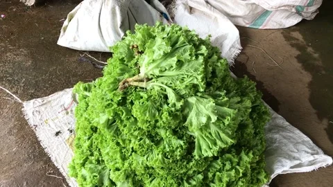 Green lettuce footage. Stock Footage 224869093