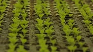 Green Lettuce In The Greenhouse Stock Footage