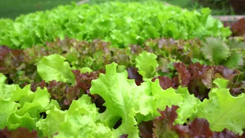 Green lettuce grows in the garden. The concept of agriculture and the Stock Footage 180140966