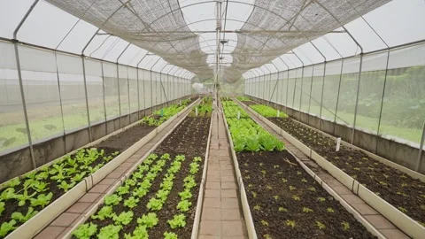 Green lettuce grows in long rows inside a greenhouse 스톡 동영상 346280322